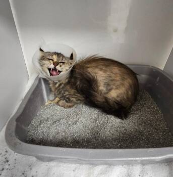 Martha -  Domestic Medium Hair Cat for Adoption in Wabash, Indiana - Martha | PetCurious