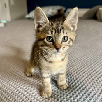 Anaconda Squeeze -  Domestic Short Hair Cat for Adoption in Franklin, Tennessee - Anaconda Squeeze | PetCurious