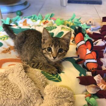 Ripley -  Domestic Short Hair Cat for Adoption in Jupiter, Florida - Ripley | PetCurious