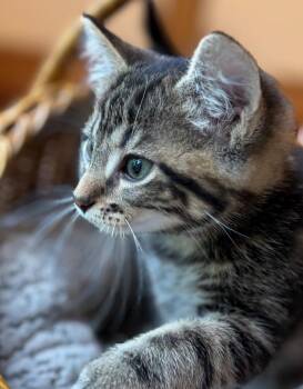 Alexander -  Domestic Short Hair Cat for Adoption in Columbia, Illinois - Alexander | PetCurious