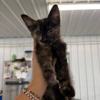 Chimera -  Domestic Short Hair Cat for Adoption in Spanish Fork, Utah - Chimera | PetCurious