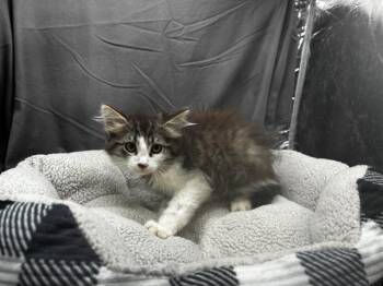 A122156 -  Domestic Medium Hair Cat for Adoption in Grovetown, Georgia - A122156 | PetCurious