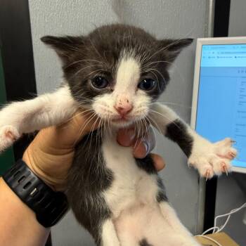 Cora -  Domestic Short Hair Cat for Adoption in Lake Jackson, Texas - Cora | PetCurious