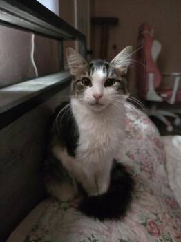 Rescue Domestic Long Hair and Tabby Cats for Adoption in Liverpool, Texas - Jack | PetCurious