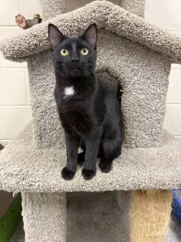 Sesame -  Domestic Short Hair Cat for Adoption in Valparaiso, Indiana - Sesame | PetCurious