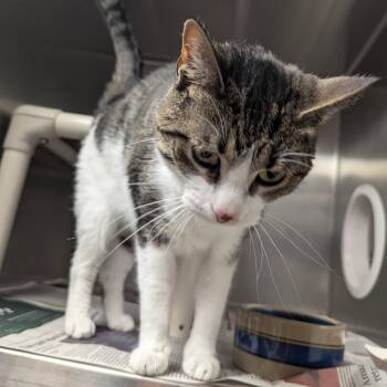 Izzy -  Domestic Short Hair Cat for Adoption in Springfield, Illinois - Izzy | PetCurious