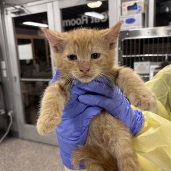 Domestic Short Hair Cats Available for Adoption in Salt Lake City, Utah - Colonel Mustard | PetCurious