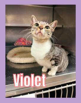 Violet -  Domestic Short Hair Cat for Adoption in Bossier City, Louisiana - Violet | PetCurious