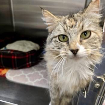 Domestic Medium Hair Cats Available for Adoption in Richmond, Virginia - Ashlyn | PetCurious
