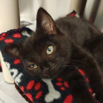 Curious George -  Domestic Short Hair Cat for Adoption in Hendersonville, North Carolina - Curious George | PetCurious