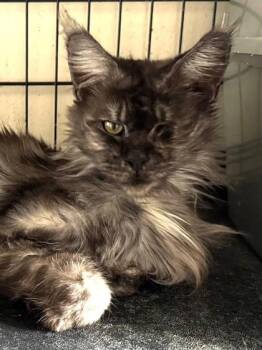 Sammi -  Domestic Long Hair Cat for Adoption in New York, New York - Sammi | PetCurious
