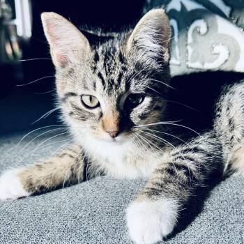 Pancake -  Domestic Short Hair Cat for Adoption in Fort Worth, Texas - Pancake | PetCurious