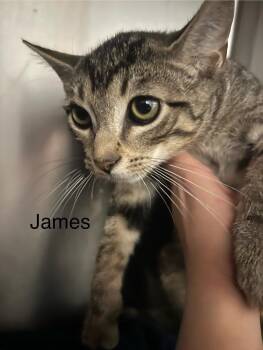 Rescue Domestic Short Hair Cats for Adoption in Glenfield, New York - James | PetCurious