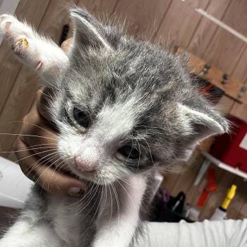 Domestic Short Hair Cats Available for Adoption in Leander, Texas - Dawson (Dee Dee 3) | PetCurious