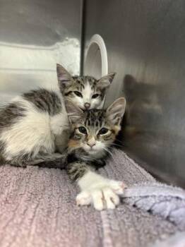 61679219 -  Domestic Medium Hair Cat for Adoption in El Paso, Texas - 61679219 | PetCurious