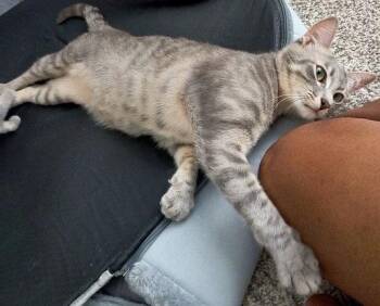 Bunny -  Tabby and Domestic Short Hair Cat for Adoption in Alvin, Texas - Bunny | PetCurious