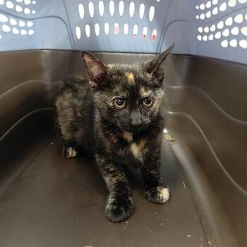 Domestic Short Hair Cats Available for Adoption - SMUDGE | PetCurious