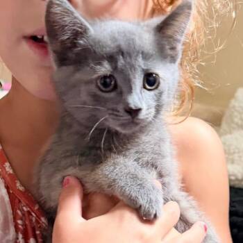 Mary -  Domestic Short Hair Cat for Adoption in Normal, Illinois - Mary | PetCurious