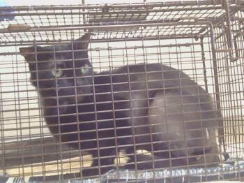 SALEM -  Domestic Short Hair Cat for Adoption in Sacramento, California - SALEM | PetCurious