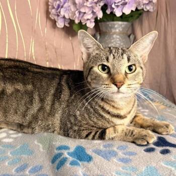 Lilliana -  Domestic Short Hair Cat for Adoption in Hattiesburg, Mississippi - Lilliana | PetCurious