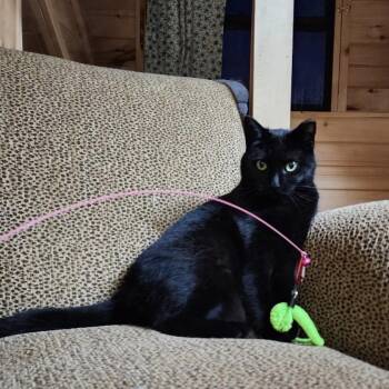 Domestic Short Hair Cats Available for Adoption in South Lyon, Michigan - Bell | PetCurious