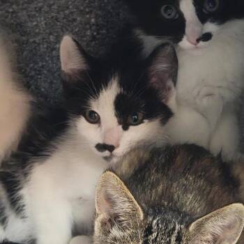 Arista -  Domestic Short Hair Cat for Adoption in Salt Lake City, Utah - Arista | PetCurious