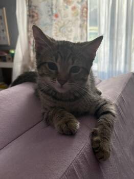 Rescue Domestic Short Hair Cats for Adoption in Nashville, Tennessee - Matthew | PetCurious