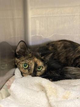SUNFLOWER -  Domestic Short Hair Cat for Adoption in Riverside, California - SUNFLOWER | PetCurious