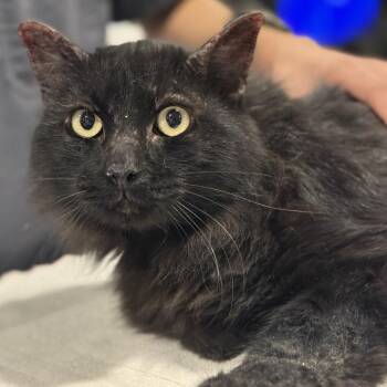 Serious -  Domestic Long Hair Cat Available for Adoption in Tucson, Arizona - Serious | PetCurious