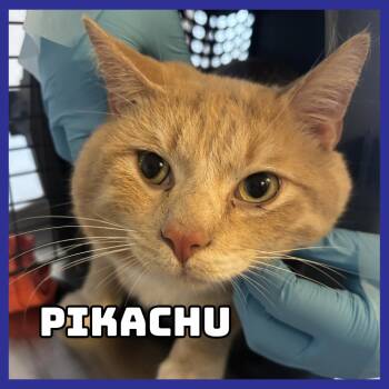 Domestic Short Hair Cats Available for Adoption in Glenwood, Minnesota - Pikachu | PetCurious