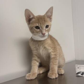 Quincy -  Domestic Short Hair Cat for Adoption in Hattiesburg, Mississippi - Quincy | PetCurious