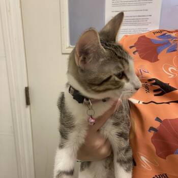 Liliput -  Domestic Short Hair Cat for Adoption in Monroe, Louisiana - Liliput | PetCurious