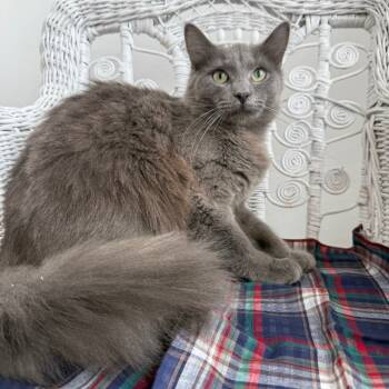 Rescue Russian Blue and Domestic Short Hair Cats for Adoption in Eaton Rapids, Michigan - Dune Fluff Tail 55625 | PetCurious