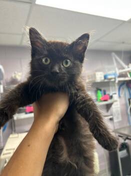 Avery -  Domestic Medium Hair Cat for Adoption in Logan, Utah - Avery | PetCurious