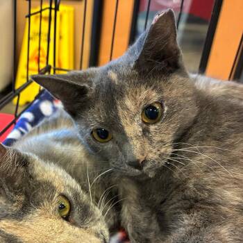 Bellatrix -  Domestic Short Hair Cat for Adoption in NEW PT RICHEY, Florida - Bellatrix | PetCurious