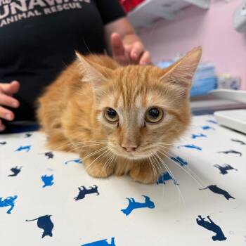 Munchkin and Domestic Medium Hair Cats Available for Adoption in Port Richey, Florida - Verne | PetCurious