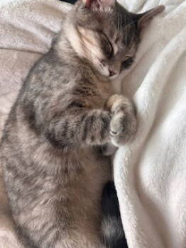 Rescue Domestic Short Hair Cats for Adoption in Irving, Texas - Trixie | PetCurious