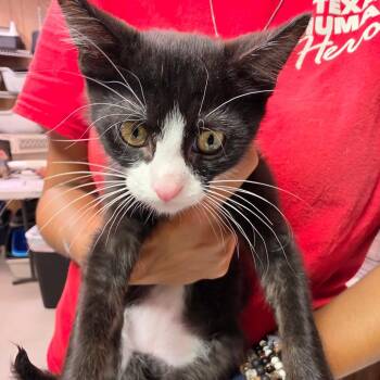 Emmanuel -  Domestic Short Hair Cat for Adoption in Leander, Texas - Emmanuel | PetCurious