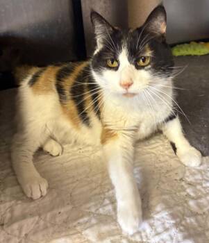 Coral -  Domestic Short Hair Cat for Adoption in Dalzell, Illinois - Coral | PetCurious