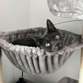 Russian Blue Cats Available for Adoption in Jersey City, New Jersey - Maisy | PetCurious