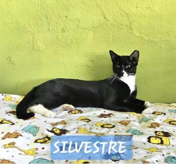 Tuxedo and American Shorthair Cats Available for Adoption in Ridgefield, Connecticut - Silvestre | PetCurious