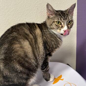 Ryleigh -  Domestic Short Hair Cat for Adoption in Englewood, Florida - Ryleigh | PetCurious