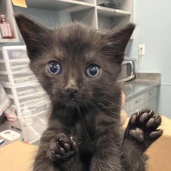 Ham -  Domestic Short Hair Cat for Adoption in Greensboro, North Carolina - Ham | PetCurious