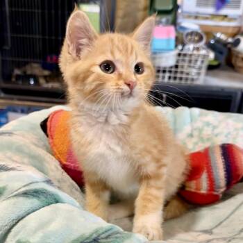 Hoover -  Domestic Short Hair Cat for Adoption in Park Falls, Wisconsin - Hoover | PetCurious