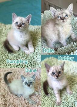 4 Siamese kittens need homes (bottle fed-see VIDEO) -  Siamese Cat for Adoption in Port Orange, Florida - 4 Siamese Kittens Need Homes (bottle Fed-see VIDEO) | PetCurious