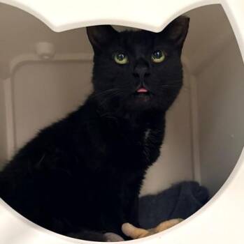 SOLA -  Domestic Short Hair Cat for Adoption in Leesburg, Virginia - SOLA | PetCurious