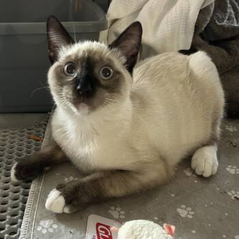 Sable -  Siamese Cat for Adoption in Sandy Springs, Georgia - Sable | PetCurious