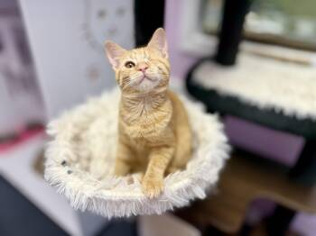 Fomite -  Domestic Short Hair Cat for Adoption in Covington, Louisiana - Fomite | PetCurious
