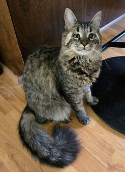 Rescue Domestic Short Hair Cats for Adoption in Tampa, Florida - Kiki | PetCurious