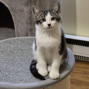 Hue -  Domestic Short Hair Cat for Adoption in Richmond, Virginia - Hue | PetCurious